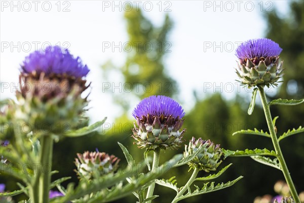 Flowering artichokes in a garden