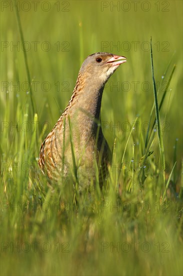 Corn crake
