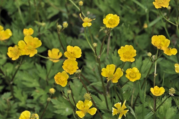 Creeping buttercup