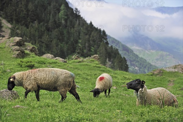 Flock of domestic sheep