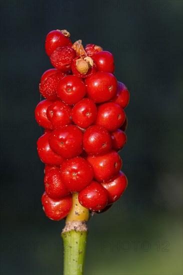 Cuckoo-pint