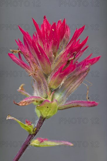 Close up of giant red Indian paintbrush