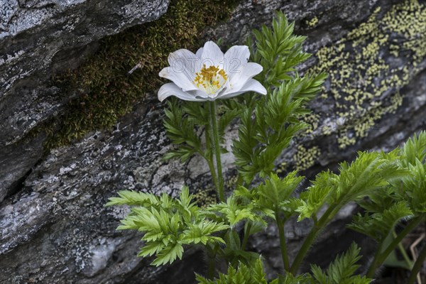 Alpine pasqueflower