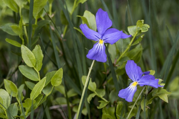 Long-spurred violet
