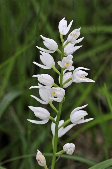Sword-leaved Helleborine