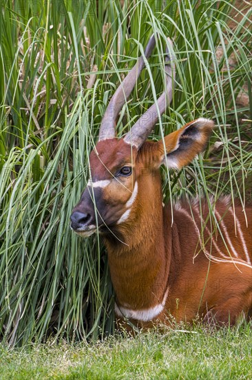 Bongo
