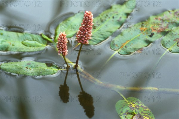 Water smartweed