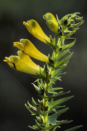 Common cow-wheat