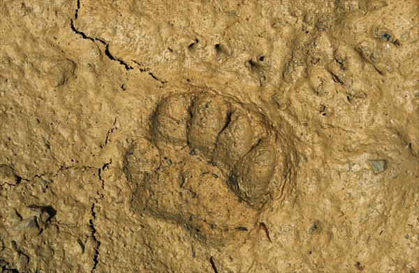 Badger