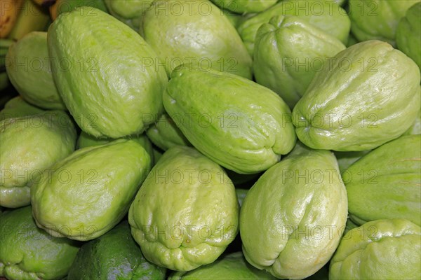 Chayote