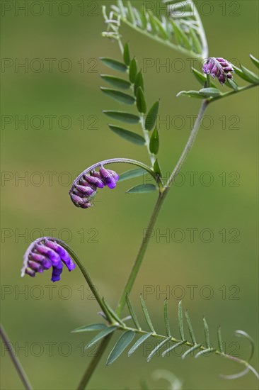 Tufted vetch