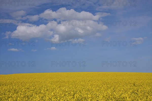 Field with rapeseed