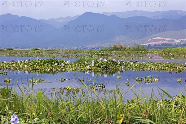 Invasive water hyacinths