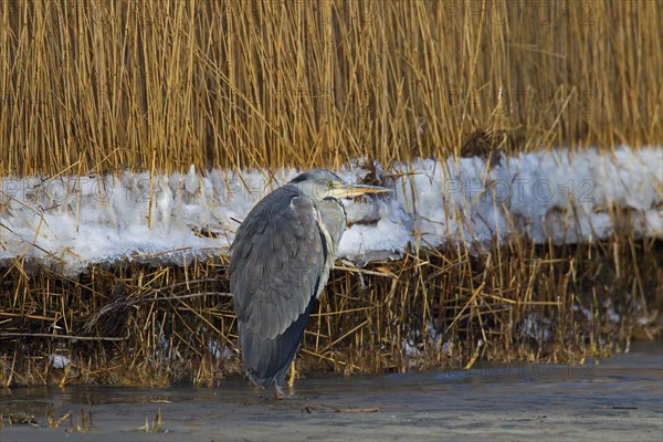 Grey heron