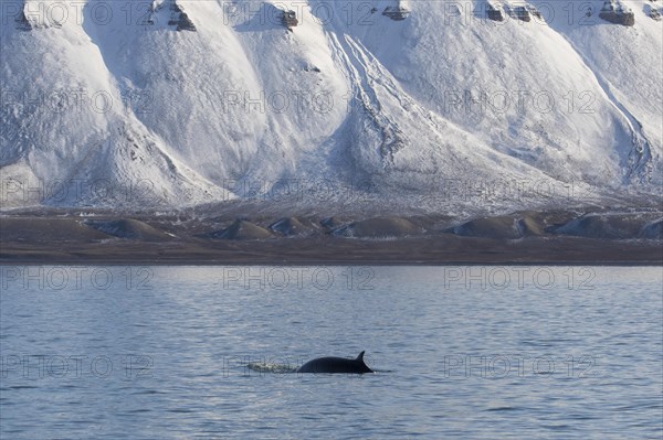 Northern minke whale