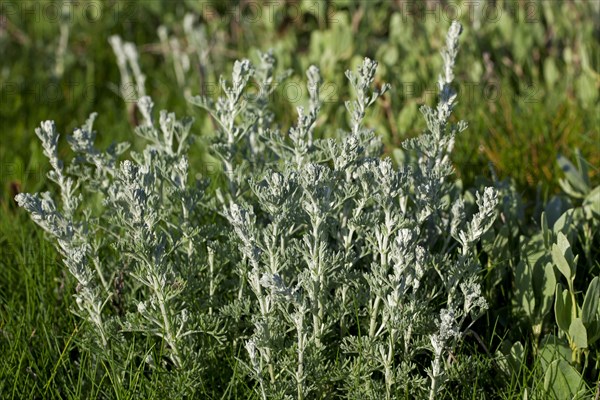 Sea wormwood