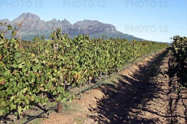 Vineyard on the outskirts of Stellenbosch