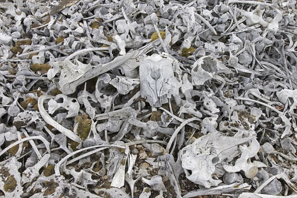 Beluga whale bones at the Bamsebu whaling station along Ingebrigtsenbukta bay shore near Kapp Toscana
