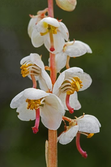 Round-leaved wintergreen