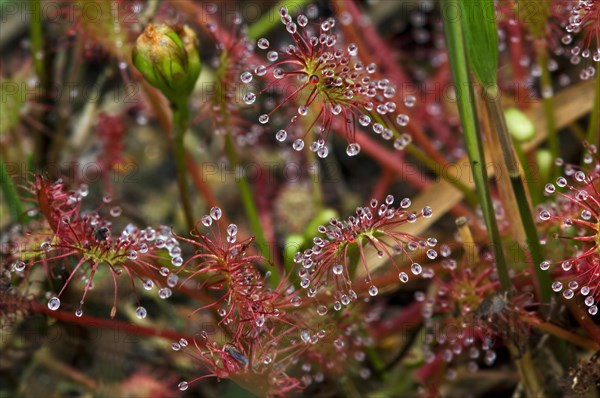 Oblong-leaved Sundew
