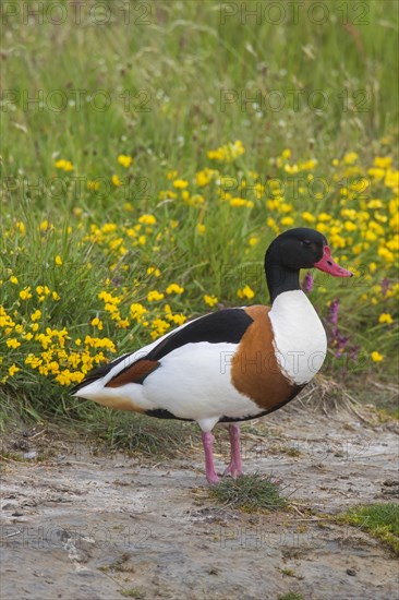 Common shelduck