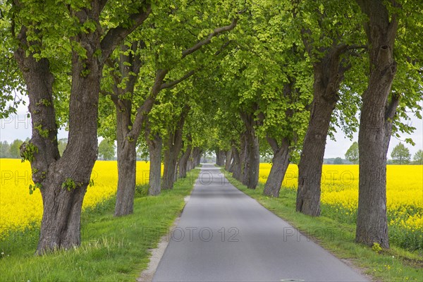 Farmland with rape
