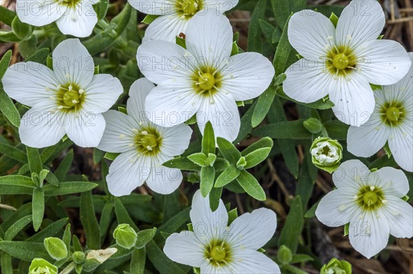 Mountain sandwort