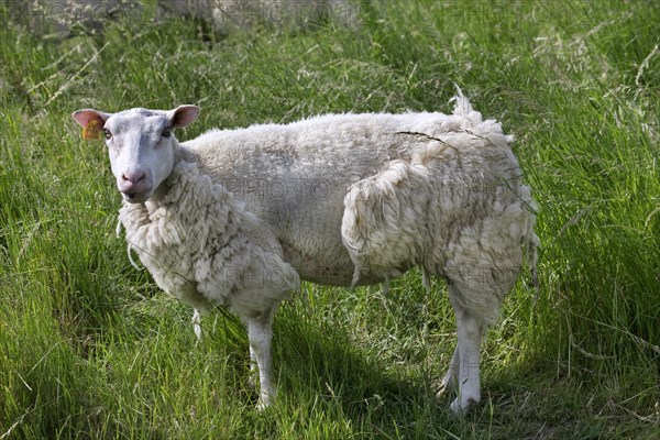 Domestic sheep