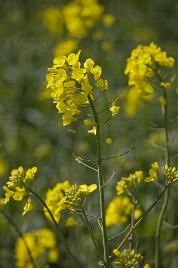 Field with rapeseed