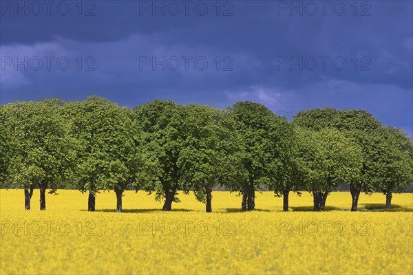Farmland showing rape