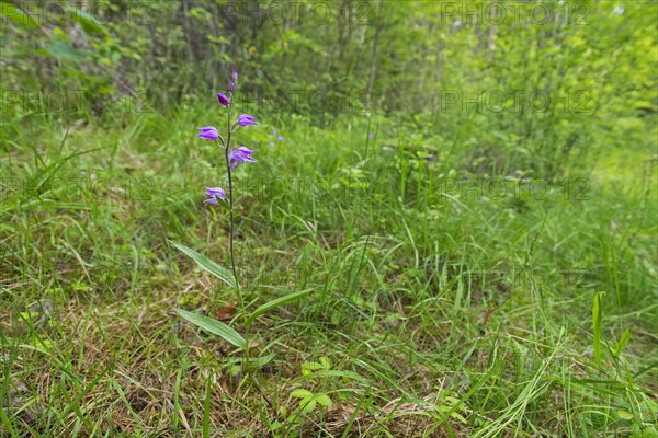 Red helleborine