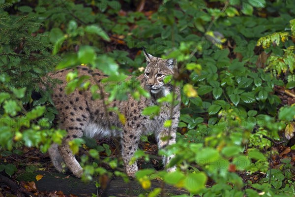 Eurasian lynx