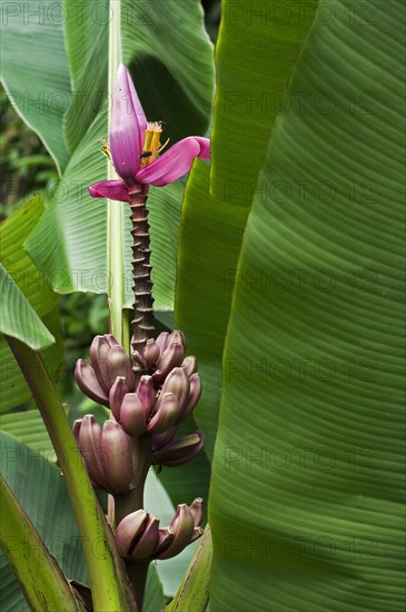 Hairy banana