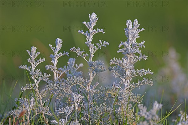 Sea wormwood