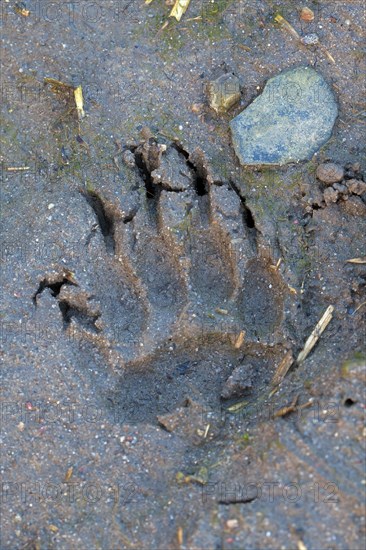 European Badger