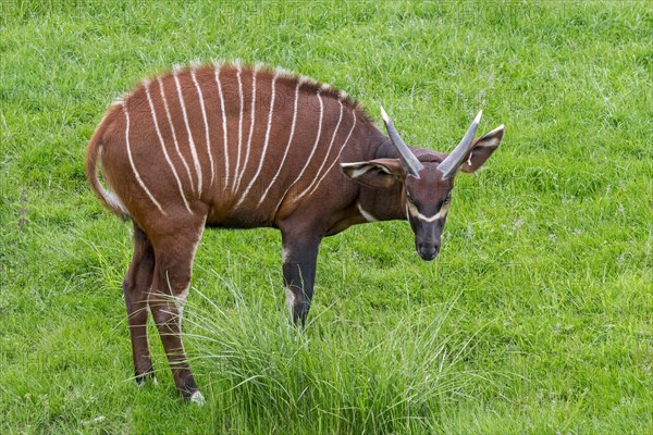 Bongo