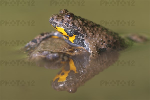 Yellow-bellied toad