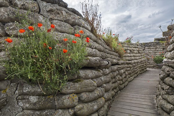 Poppies growing on sandbags at the Dodengang