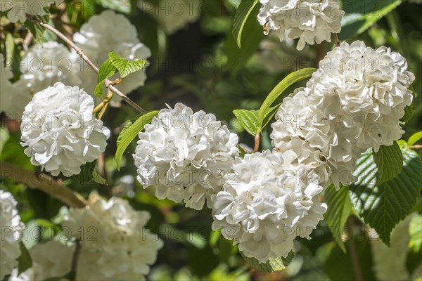 (Viburnum plicatum) Thunberg's original, Viburnum tomentosum sterile, close up of white flowers in