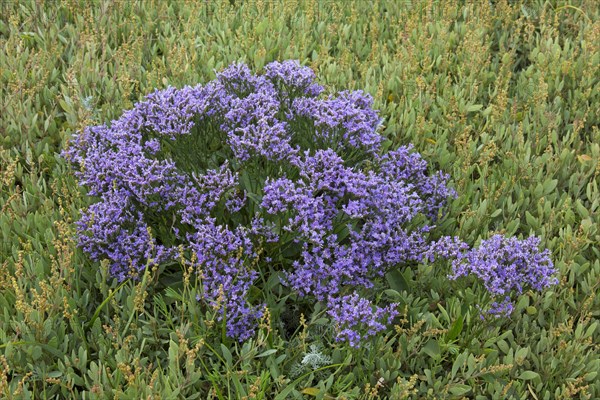 Common sea-lavender