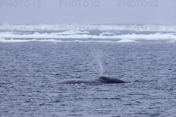 Blow through blowhole of bowhead whale