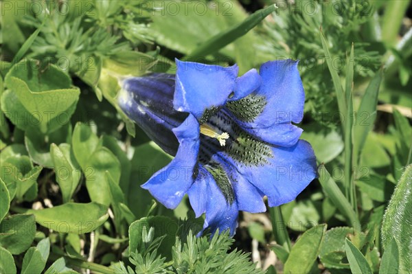 Stemless gentian