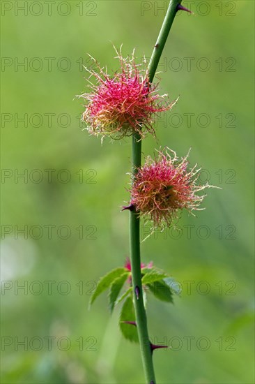Rose bedeguar gall