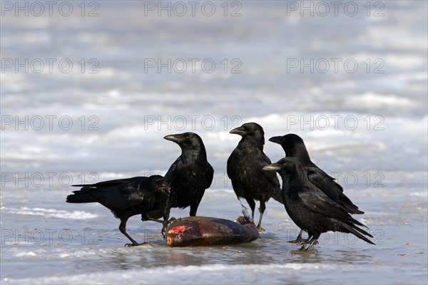 Carrion crows
