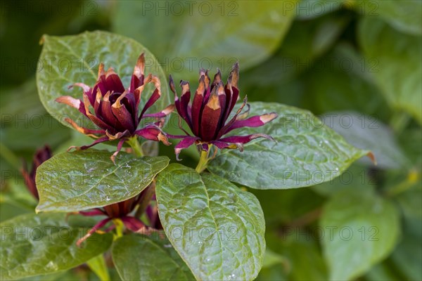 (Calycanthus fertilis) Purpureus, Calycanthus floridus Purpureus, close-up of red flowers and