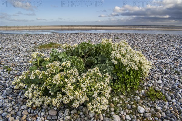 Sea kale