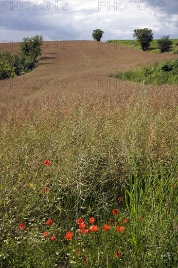 Field with rapeseed
