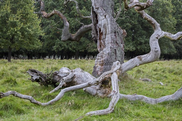 Huge branch broken off from old English oak