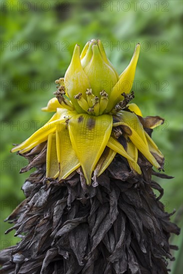 Chinese dwarf banana