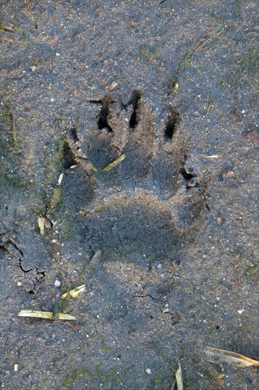 European Badger